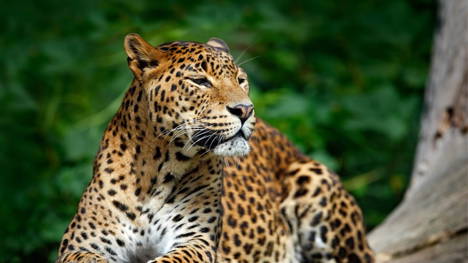 Wildlife Safari Tour